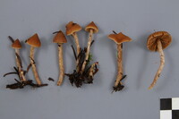 Cortinarius acutus image